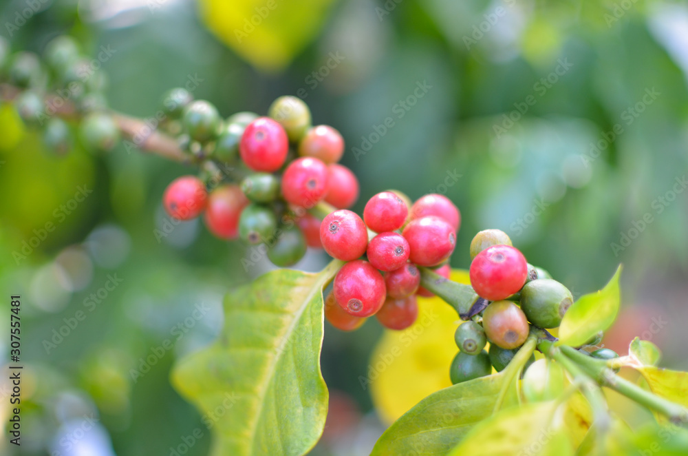 Close up of red and immature cherry coffee beans Close up of red and immature cherry coffee beans