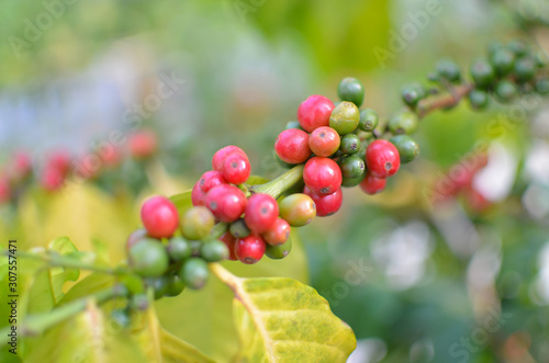 Fotografía Close up of  red  and immature cherry coffee beans