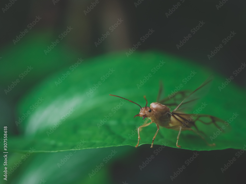 Fototapeta premium The queen ant on the betel leaves in the backyard