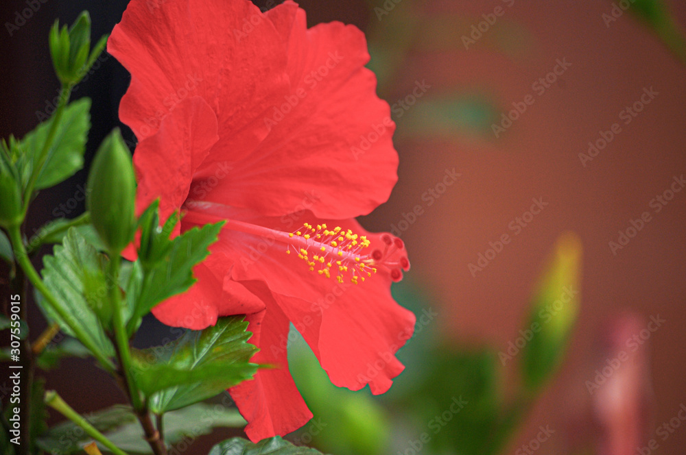 Obraz premium Awesome Big Red Hibiscus