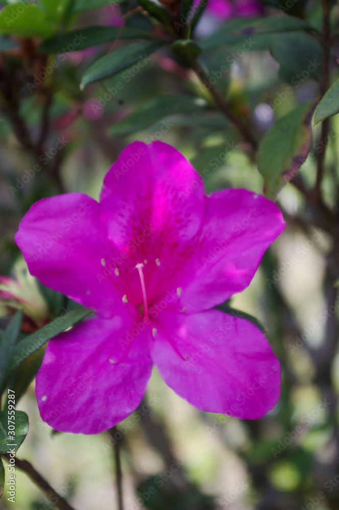 Naklejka premium Big Red Hibiscus in the Garden