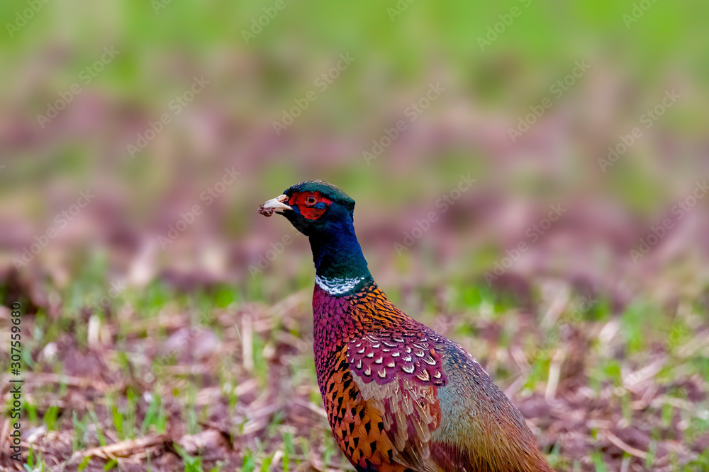 custom made wallpaper toronto digitalBird of prey in wild nature