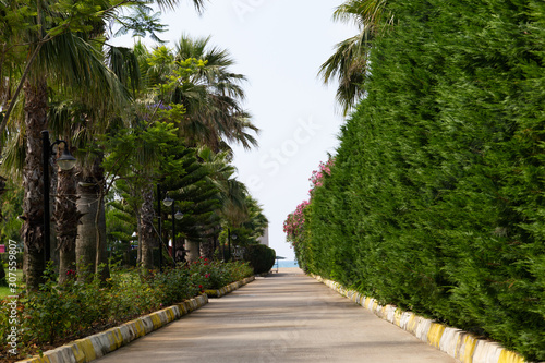 Road to the sea through the palm alley