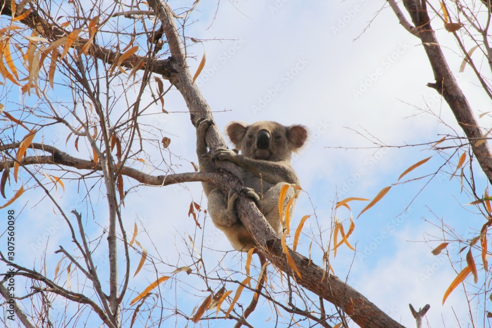 Obraz premium Koala 1.3