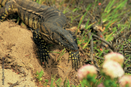 Goanna focused on the eye