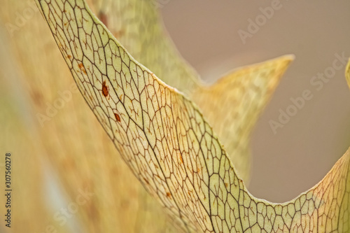 pattern from fern - platycerium bifurcatum photo