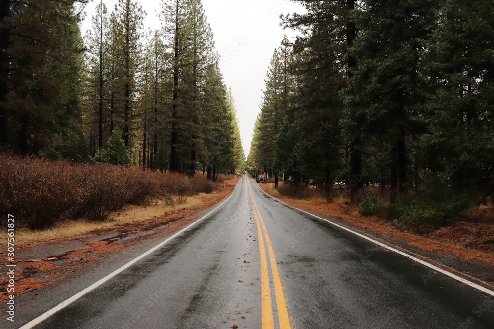 Road in forest Road in forest