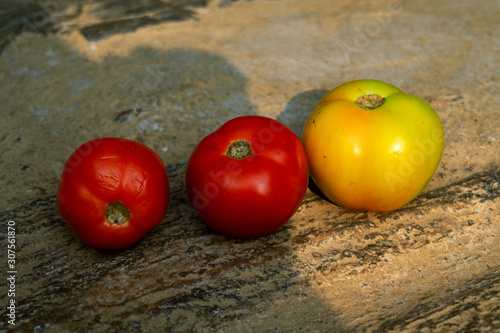Three red and yellow tomatoes isolated on stone under sunlight and shadow in Indian village, delicious and vitamin vegetables, a glossy red, or occasionally yellow, pulpy edible fruit for salad