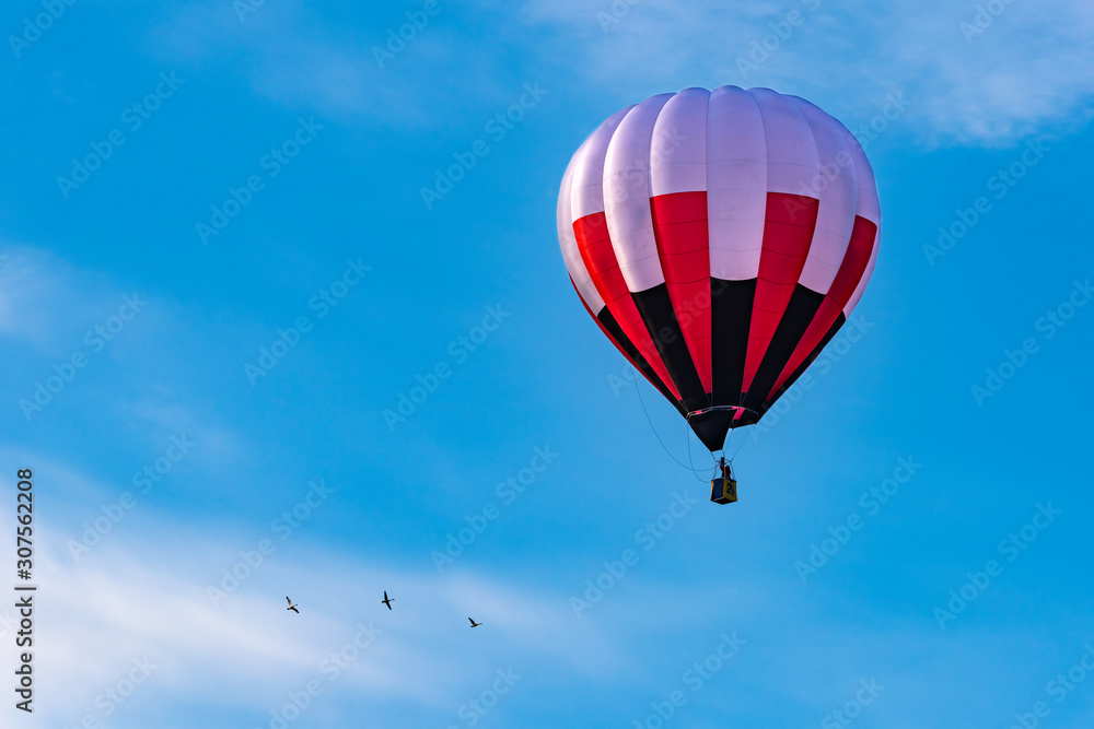 Naklejka premium バルーンフェステバルで飛行する熱気球と野鳥