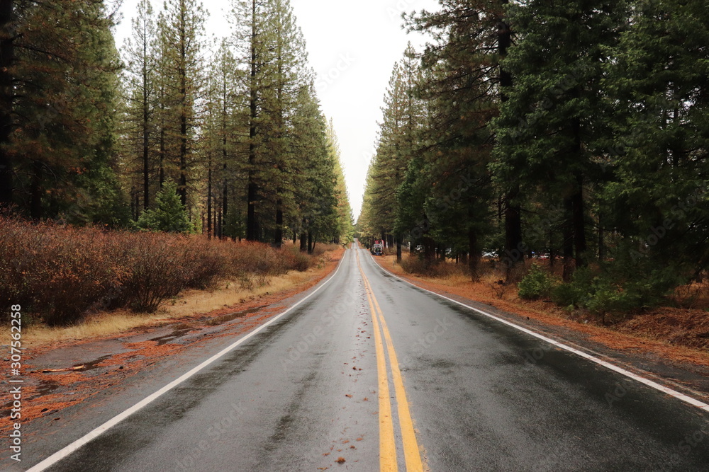 Road in forest Road in forest
