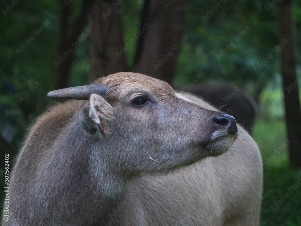 Fototapeta premium Thai buffalo has become a pet in the back of the community.