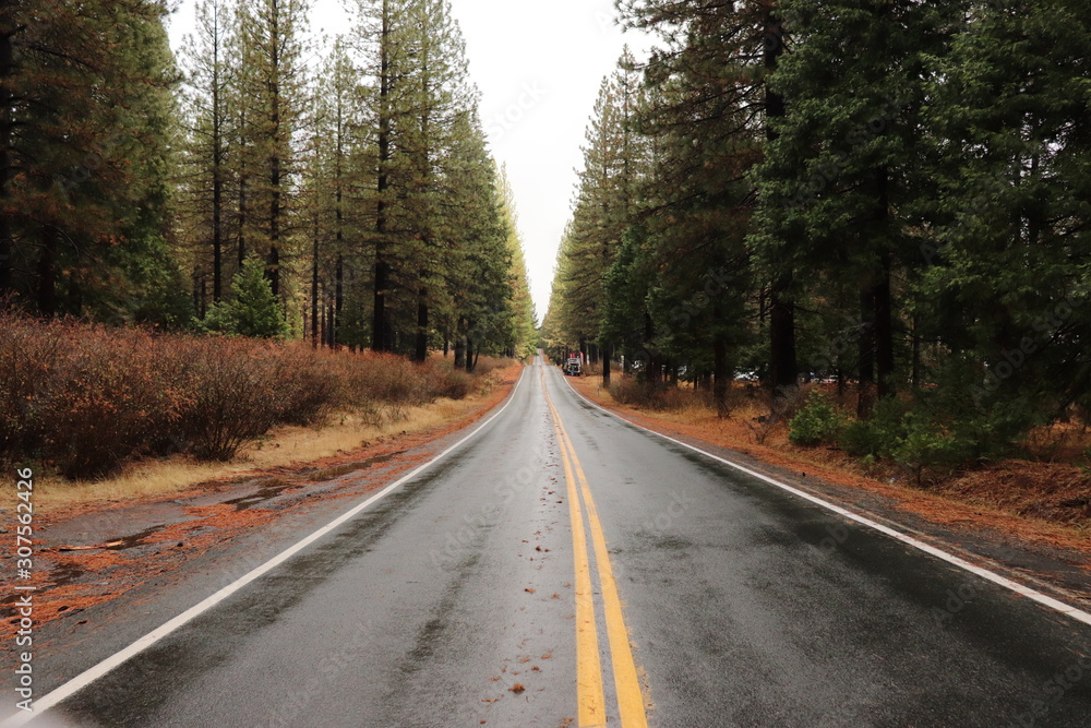 Obraz premium Road in forest
