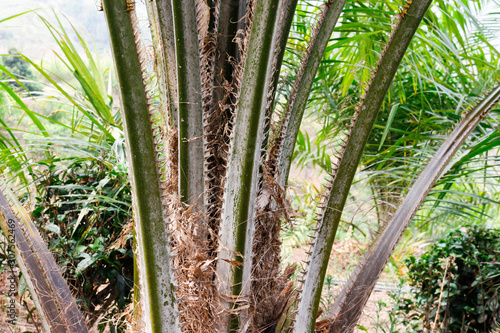 Palm oil plantation