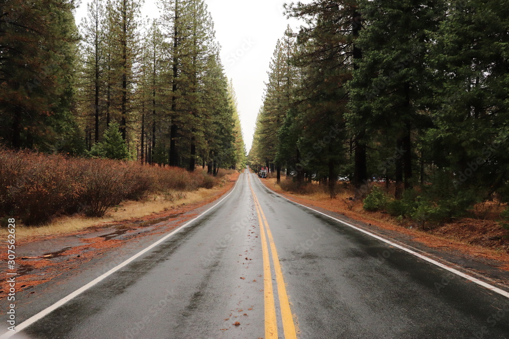 Road in forest Road in forest
