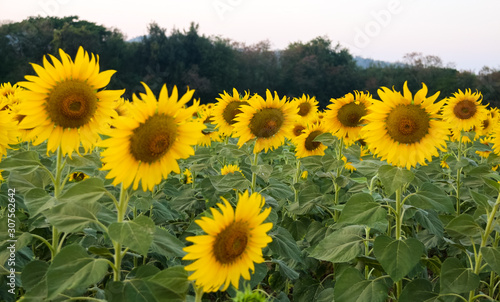 Sunflowers garden with clear sky