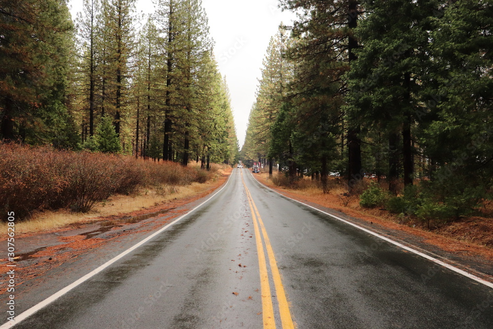 Road in forest Road in forest