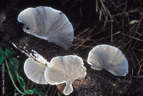 Hexagonia sp. Class: Homobasidiomycetes . Series: Hymenomycetes. Order: Aphyllophorales. A woody bracket fungus with hexagonal pores on the under surface of the basidiocarp (fruiting body). photo