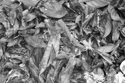 Collection of dried leaves black and white