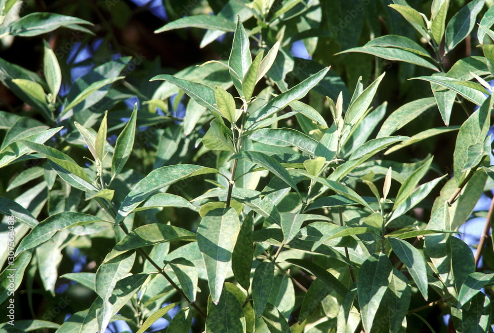 Leaves. Wendlandia sp. Family: Rubiaceae. A small deciduous tree. Leaves. Wendlandia sp. Family: Rubiaceae. A small deciduous tree.