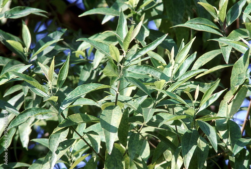 Leaves. Wendlandia sp. Family: Rubiaceae. A small deciduous tree.