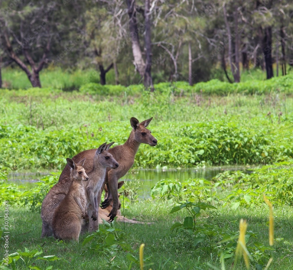 Fototapeta premium Family of kangaroos watching over their young.