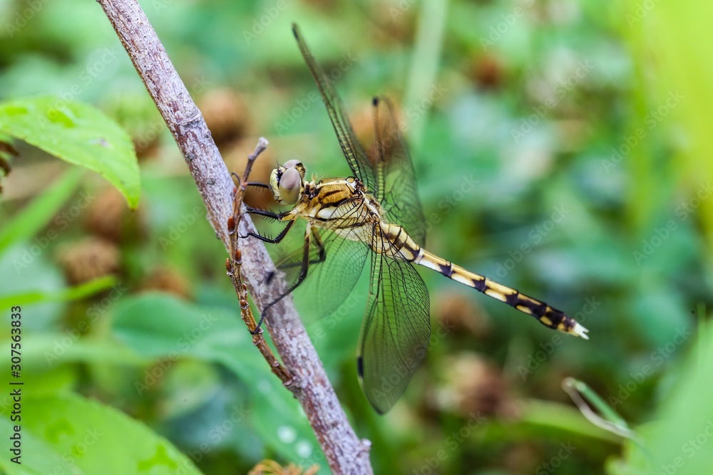 Dragonfly resting on a stick. Dragonfly resting on a stick.