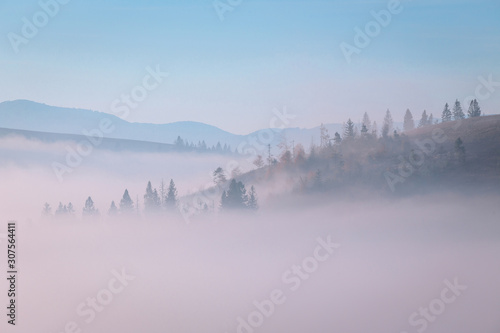 Beautiful scenery of spruce trees forest through the morning fog on mountain hills at autumn foggy sunrise at Carpathian mountains.