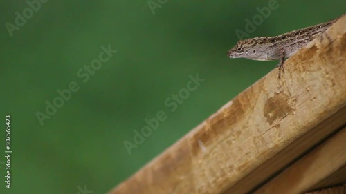 Lizard, Brown Anole, still, looks at camera, day, still shot. photo