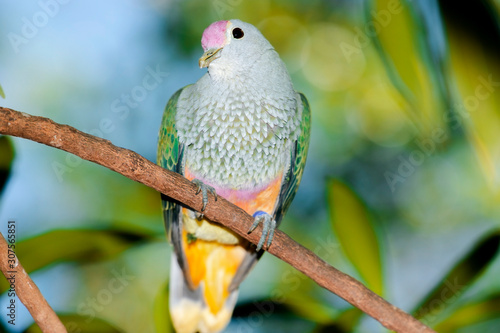 Rose-crowned Fruit Dove also known as Pink-capped Fruit Dove photo