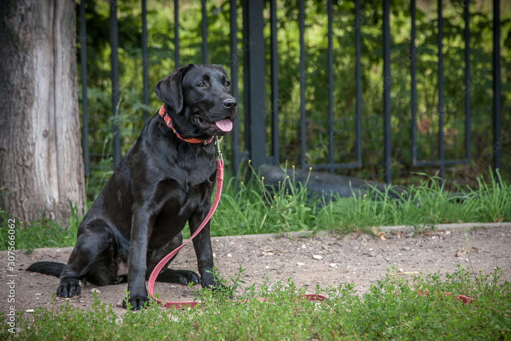 Black Labrador puppy performs a sit command