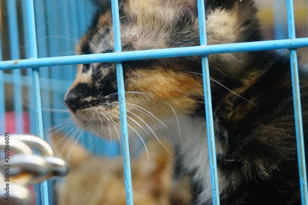 Obraz premium Close-up of the pet cat, unfortunately by agu