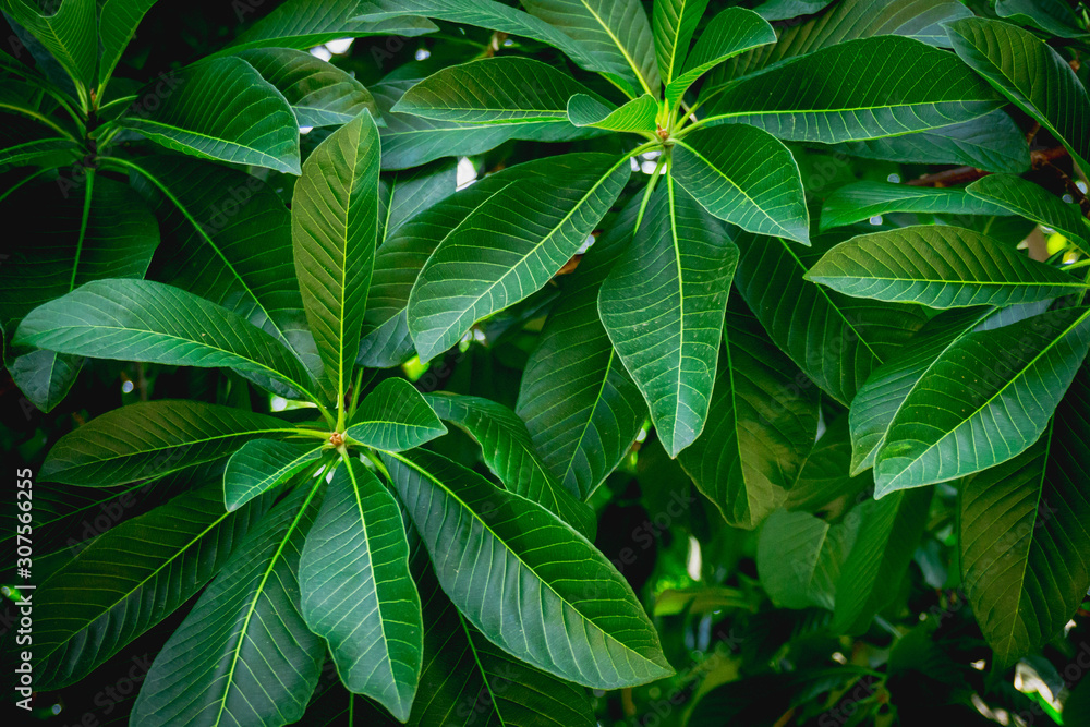 green leaves background green leaves background