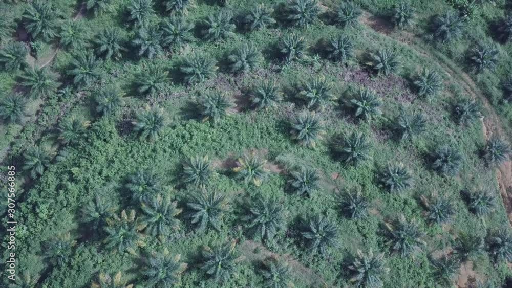 Aerial view young oil palm trees. Aerial view young oil palm trees.