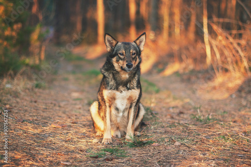 Wolf hybrid dog sitting on a clearing in the autumn forest. Portrait of a dog walking outdoors