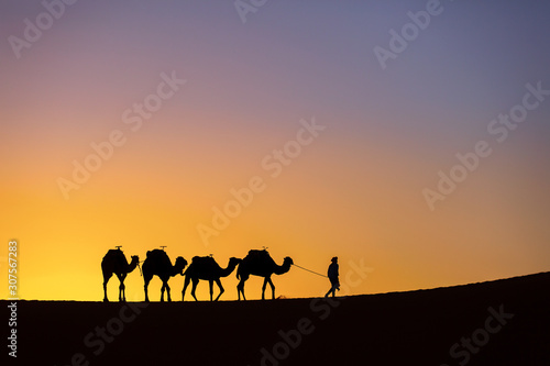 Silhouette of a camel caravan at sunrise in desert Sahara, Morocco © danmir12