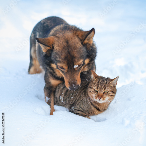 Cat and dog are best friends. Cat and dog playing together outdoor on the snow in winter. The dog hugging the cat © vvvita