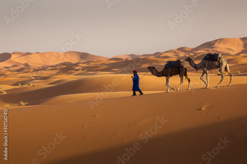 Camels caravan in the dessert of Sahara with beautiful dunes in background. Morocco