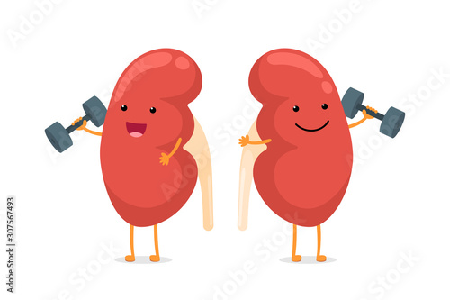 Cute cartoon smiling healthy kidney character with dumbbells. Human anatomy genitourinary system internal organ giving advice to keep active and doing fit sports vector illustration