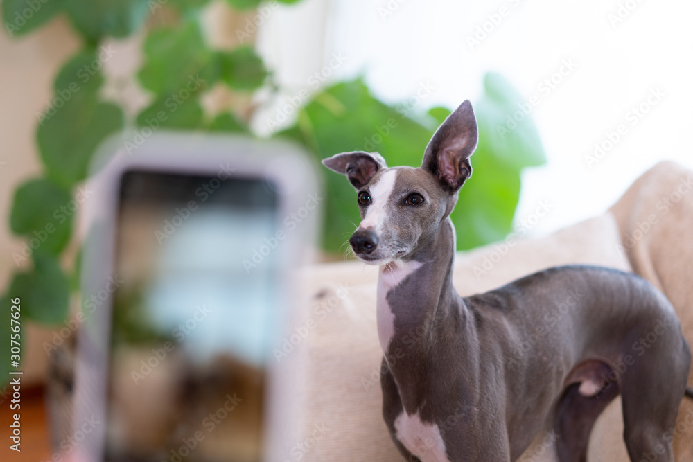 イタリアングレイハウンド犬をスマートフォンで撮影 イタリアングレイハウンド犬をスマートフォンで撮影