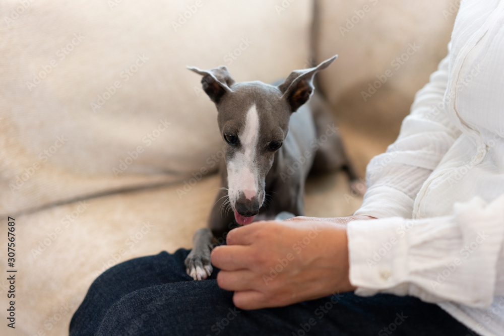 イタリアングレイハウンド犬と女性 Stock Photo Adobe Stock イタリアングレイハウンド犬と女性 Stock Photo Adobe Stock