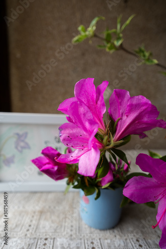 Wallpaper Mural 玄関先の花 Torontodigital.ca