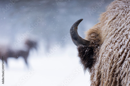 Fényképezés Bison or Aurochs in winter season in there habitat