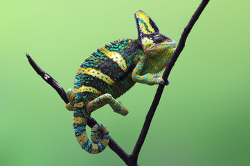 Sierkussen Pistachekleur Gesluierde kameleon op tak  © IKA SYAFITRI