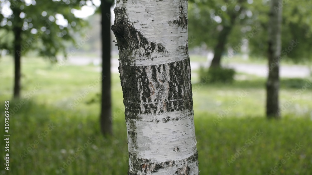 Obraz premium tree in the forest