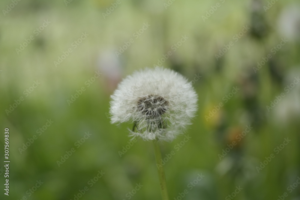 dandelion on background of green grass dandelion on background of green grass