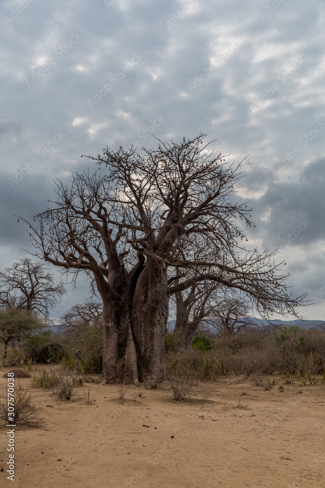 Baobabbaum (Adansonia digitata) - Afrikanischer Affenbrotbaum - Tansania Baobabbaum (Adansonia digitata) - Afrikanischer Affenbrotbaum - Tansania