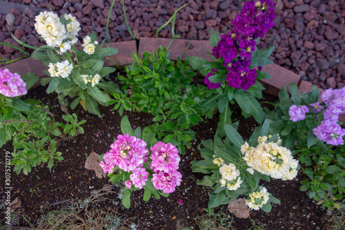 Wallpaper Mural 屋外に咲いたカラフルなストックの花 Torontodigital.ca