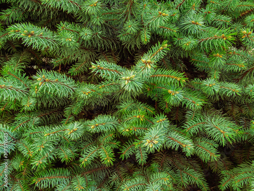 Green branches of christmas tree. The coniferous smell of Christmas in your home. Happy New Year 2020.