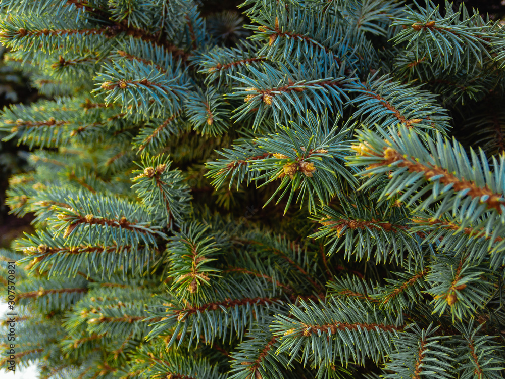 Green spiny branches of spruce. The coniferous smell of Christmas in your home. Happy New Year 2020.