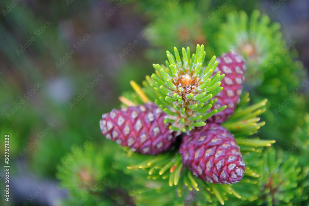 Red сones on a branch of coniferous tree.